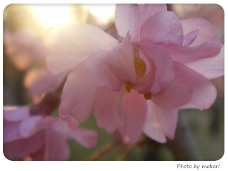 20080409　花見