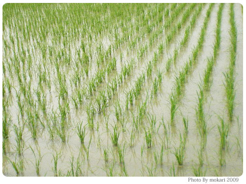 20090623-5 お米の季節ですね。