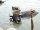 由布島の水牛の池