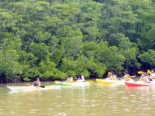 P1020253　仲間川でカヌーをしている集団を見た
