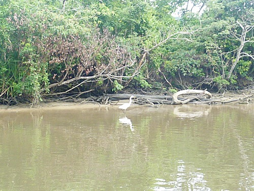 P1020325　仲間川で見た生き物　サギ