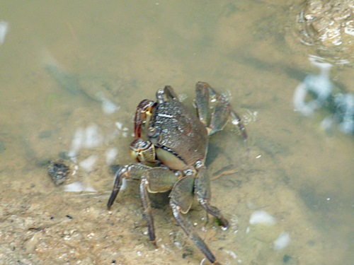 P1020352　仲間川で見た生き物