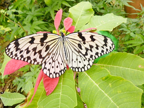 P1020464　黄金色のサナギの蝶（亜熱帯植物楽園）