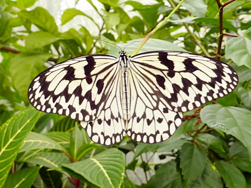 P1020474　黄金色のサナギの蝶（亜熱帯植物楽園）