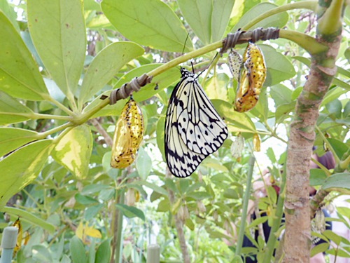 P1020475　黄金色のサナギの蝶オオゴマダラ（亜熱帯植物楽園）