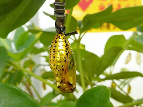 P1020477　黄金色のサナギの蝶オオゴマダラ（亜熱帯植物楽園）