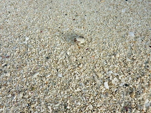 P1020617　カビラビーチで見た、白い小さいカニとヤドカリ