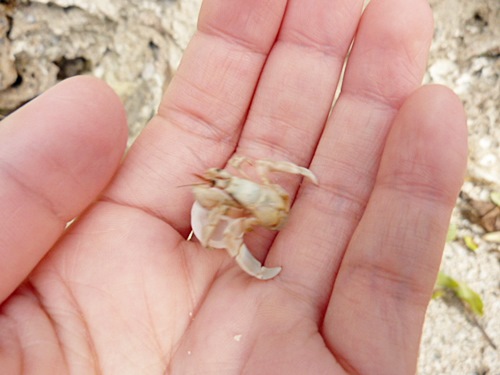 P1020624　カビラビーチで見た、白い小さいカニとヤドカリ