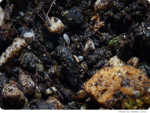 20110627-10　ダンゴムシのまきこ2世たち大量に誕生！