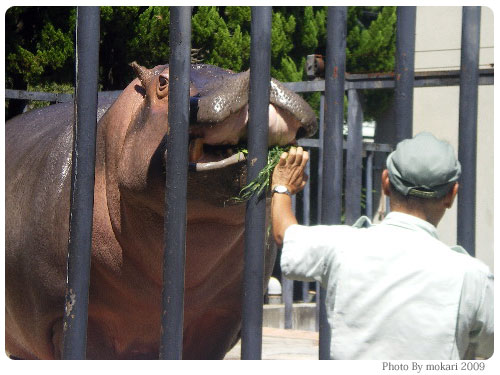 20090915-5　京都市動物園の「カバさんの体重測定」に参加して。