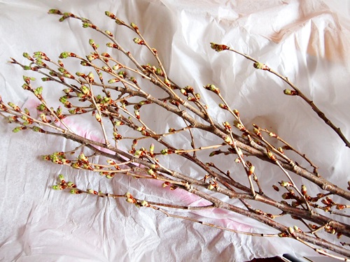 P3053553　桜の枝「みちのく初桜」が贈られてきた。