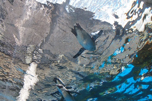 P7280526　京都水族館のペンギン