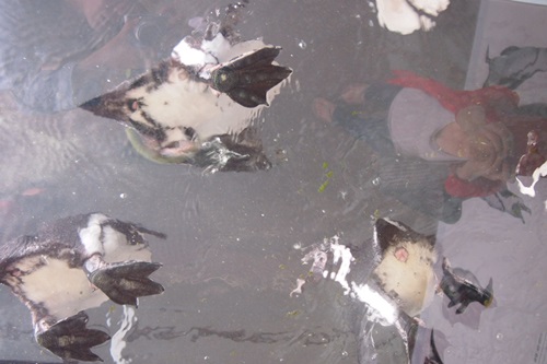 P7280565　京都水族館のペンギン