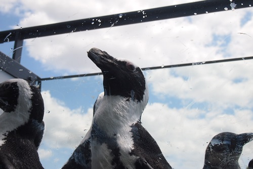 P728058　京都水族館のペンギンは頭の上にいる
