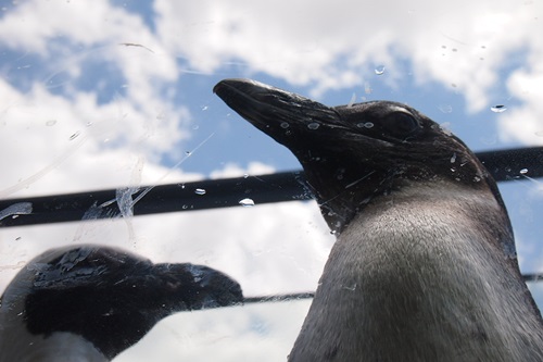 P7280582.　京都水族館のペンギンは頭の上にいる