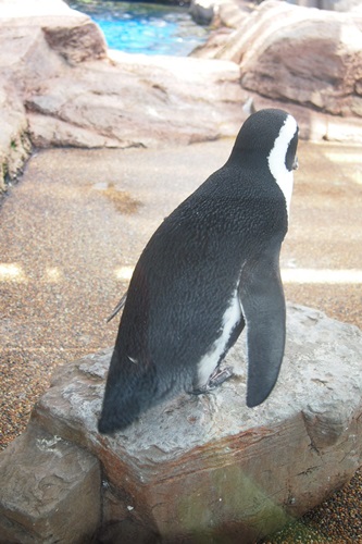 P7280588　京都水族館のペンギンは頭の上にいる