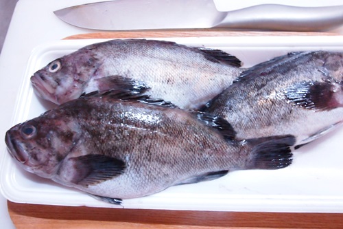 PB263327　北海道産「そい」はじめて食べた魚