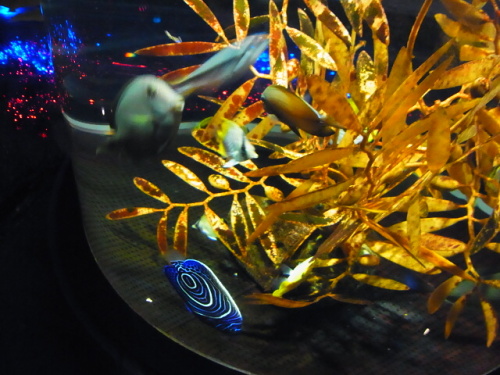 R1156277　はじめての、神奈川「新江ノ島水族館」 おかーさん深海生物が楽しみだった編